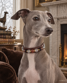 Italian Greyhound wearing GEMKIN MANOR No. 7 collar in a townhouse setting