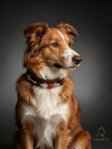 Editorial portrait of Border Collie in GEMKIN MANOR No. 7 collar