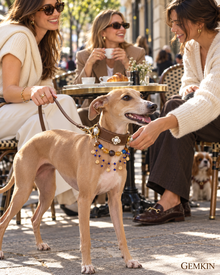Dog wearing the GEMKIN Cobalt Heirloom crystal chain collar at a café